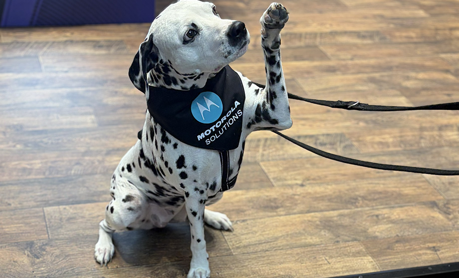 Photo of a dalmatian dog in the Motorola Solutions booth