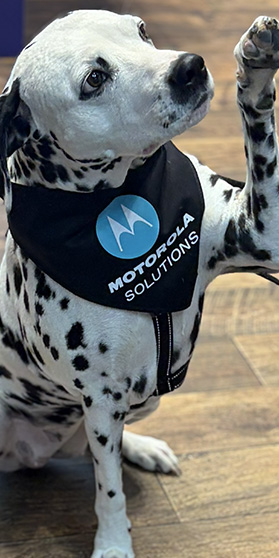 Photo of a dalmatian dog in the Motorola Solutions booth