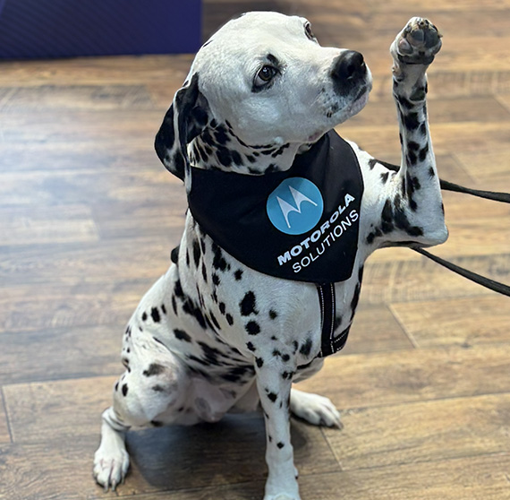 Photo of a dalmatian dog in the Motorola Solutions booth