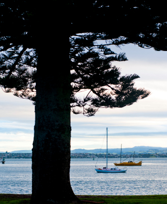  Tree Silhouetted in front of Sailing Boats at Tauranga Harbour, Tauranga, North Island, New Zealand