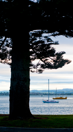  Tree Silhouetted in front of Sailing Boats at Tauranga Harbour, Tauranga, North Island, New Zealand