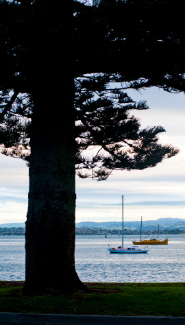  Tree Silhouetted in front of Sailing Boats at Tauranga Harbour, Tauranga, North Island, New Zealand