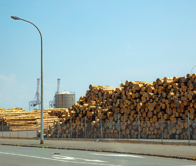Load of harvested pine logs waiting to be exported in Port Tauranga, New Zealand.