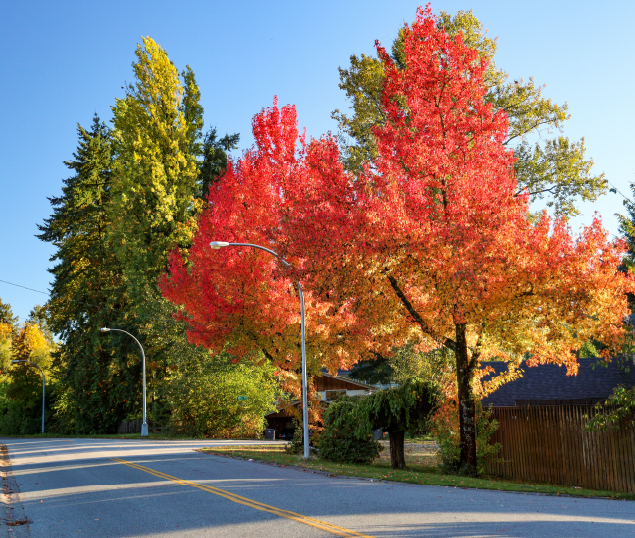 A street lined with autumn trees 
