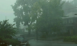 Image of a storm battering trees