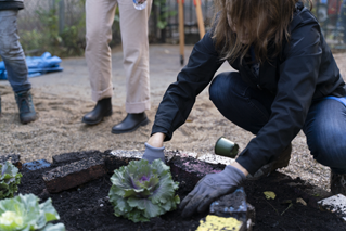 Succulent being planted